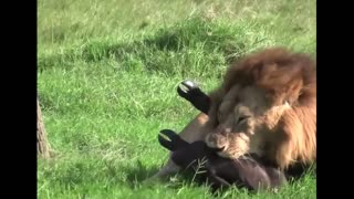 lion attacks lost buffalo cub