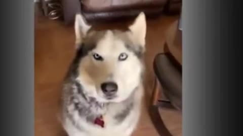 Funny Husky dog video/#shorts | Aww | Cute | Dogs