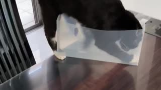 Kitty Takes a Tumble From Kitchen Table