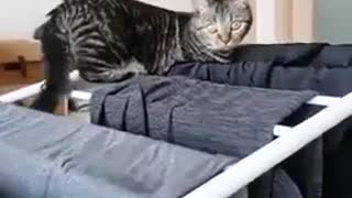 Cat funny video !!!