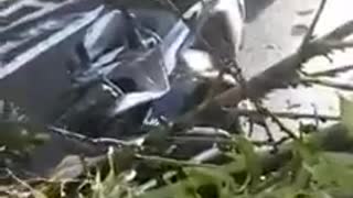 Video: Árbol cayó sobre un motociclista en el centro de Bucaramanga