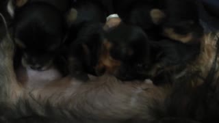 Dogs suckling after the birth