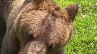 Bear Chases Down Man for Ice Cream