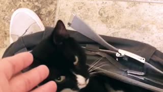 Cat Doesn't Care About Personal Privacy