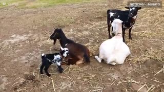 Filhote de cabra saltitante irrita outros animais