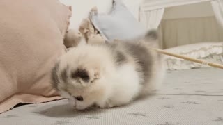 cute kitten short leg kitten