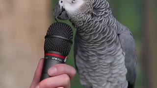 smart and funny parrot video