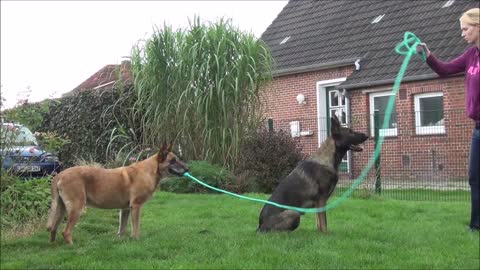 Pooch Holds The Rope With The Help Of His Owner, So His Brother Can Learn To Jump