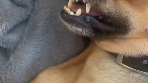 Dog passed out with cheese in his mouth