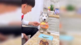 Funny Dog & Dog Reaction& Cake