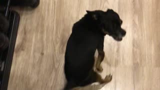 Dog Makes Funny Noises When Owner Returns
