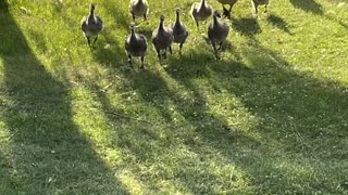 Meeting with 3 geese family