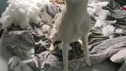 Puppy destroys her humans quilt whilst he’s not home