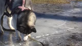Husky Plays on Patch of Ice