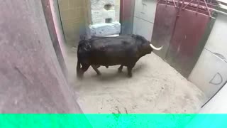 Angry bulls thrilling video