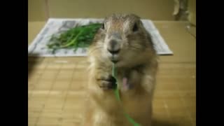 Gopher gopher nibbles weed