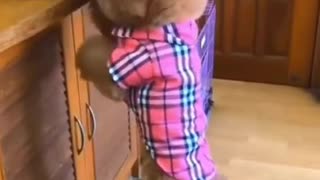 Cute Dog Steals Food