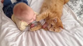 Cat Meets baby 1st Time