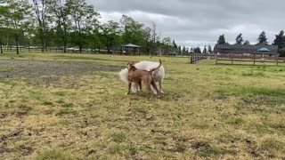 A German Shepherd Attacks Pitbull OFF LEASH DOG