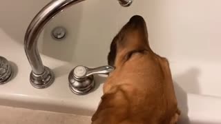 Thirsty Pooch Prefers the Bath Faucet over Bowl