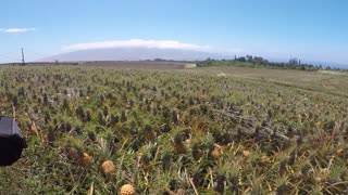 Maui Pineapple Fields