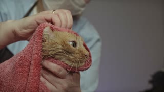 Very cute kitten taking a shower