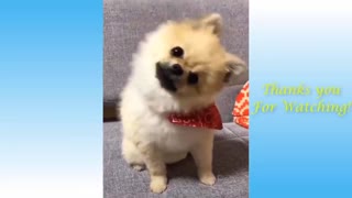cute pets with funny movement