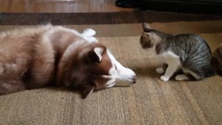 Dog with cat , crazy videos