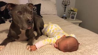 Sweet & gentle pit bull gives baby best friend loving kisses