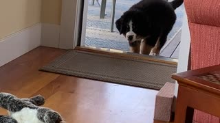 Bernese Puppy Stalks And Pounces On Stuffed Animal