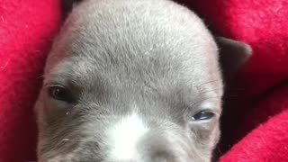 Staffordshire Terrier Puppy Has a Cute Whine
