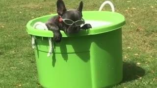 Coolest dog ever chills out in his personal puppy pool