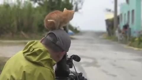 Kitten Chooses Human