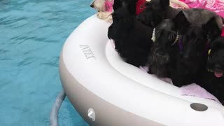 Eight Pups in the Pool