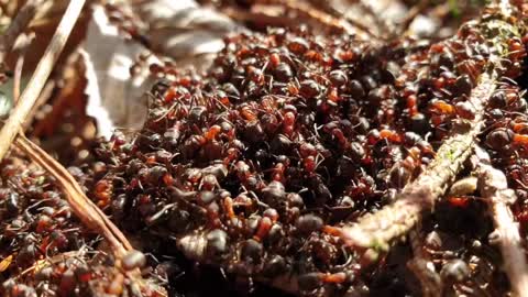 ants eating