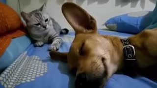 Dog Sleep Farting Makes Cat Angry l