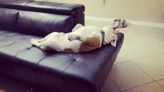 Bulldog sleeps on couch in hilarious fashion