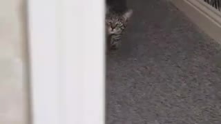 early morning playing with cute cat