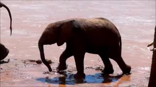 Funny Baby Elephant, cheeky and cute