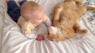 the Cats Meeting Babies for the FIRST Time.
