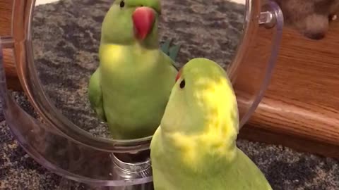 Parrot plays peekaboo with himself in the mirror