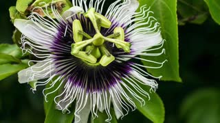 Passionfruit Growing Tutorial