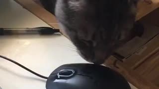 Cat hunts down and catches a (computer) mouse