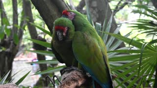 Beautiful green parrots