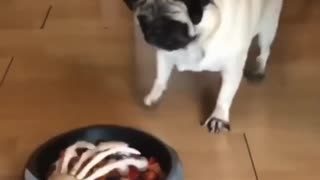 Playing With my Dog With his Food