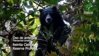 Video: Avistan en Santander a un oso andino, especie que está en vía de extinción