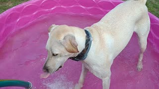 Water loving dog