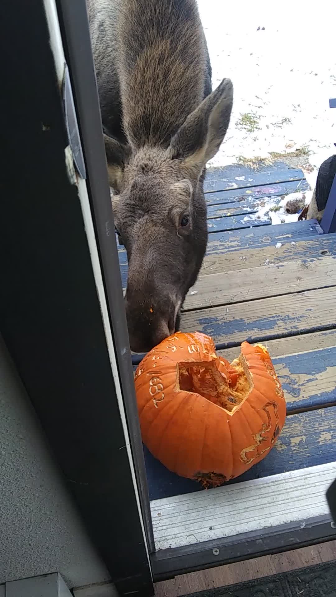 Moose Munches Pumpkin on Doorstep