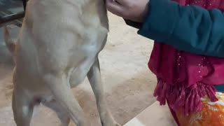 Adorable Dog Wants More Pets