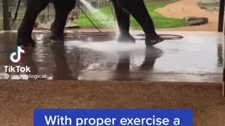 Elephant Doing Exercise
